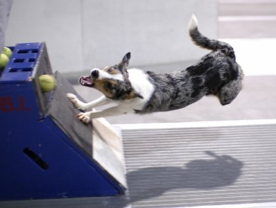 Its all About the Box! | Flydog Sport